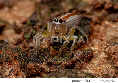 Adult Female Jumping Spider Adult Female Jumping Spider 87089258