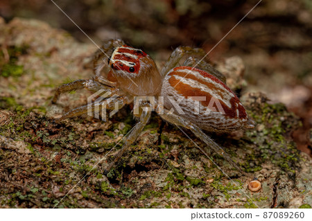 Adult Female Jumping Spider Adult Female Jumping Spider 87089260