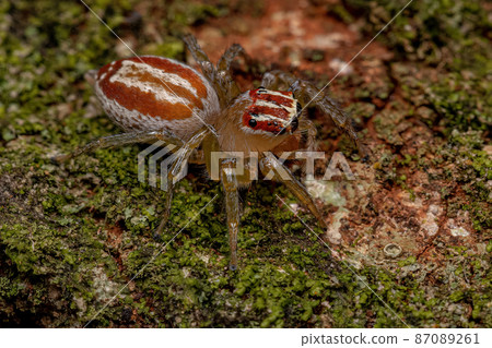 Adult Female Jumping Spider 87089261