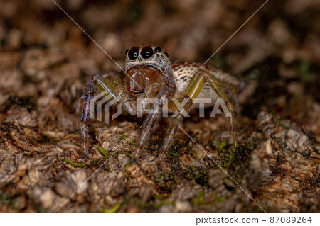 Female Adult Jumping Spider Female Adult Jumping Spider 87089264