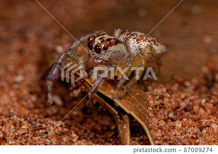 Female Adult Jumping Spider Female Adult Jumping Spider 87089274