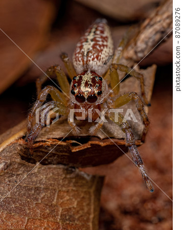 Female Adult Jumping Spider 87089276