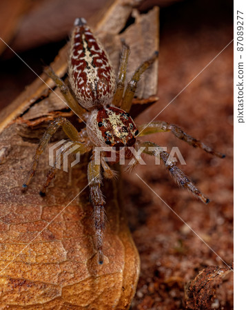 Female Adult Jumping Spider Female Adult Jumping Spider 87089277