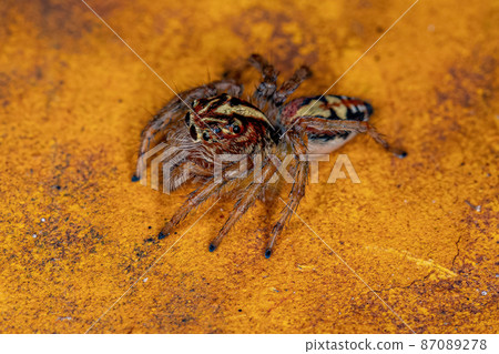 Adult Female Jumping Spider 87089278