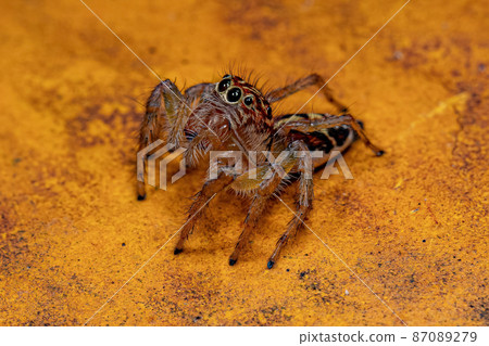 Adult Female Jumping Spider 87089279