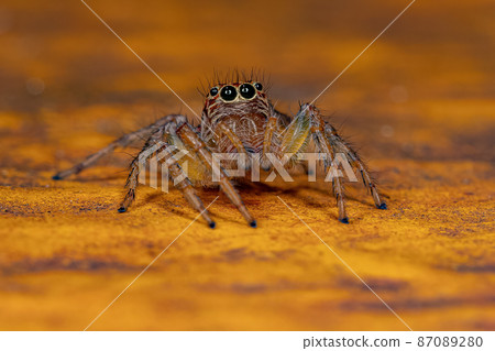 Adult Female Jumping Spider 87089280