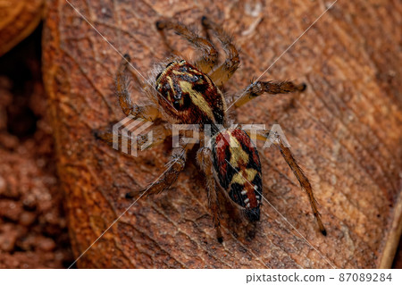 Adult Female Jumping Spider Adult Female Jumping Spider 87089284