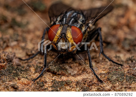 Adult Flesh Fly Adult Flesh Fly 87089292