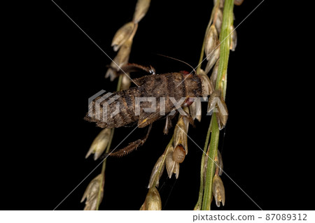 Sharpshooter Insect Molt Sharpshooter Insect Molt 87089312