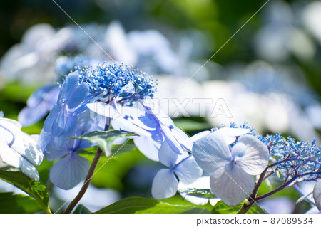 Hydrangea that blooms beautifully in the sun 87089534