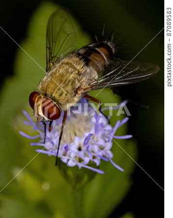 Adult Bristle Fly Adult Bristle Fly 87089583
