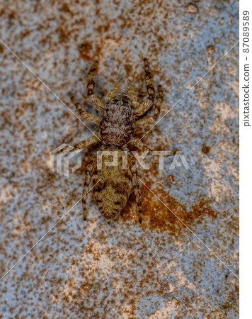 small jumping spider 87089589