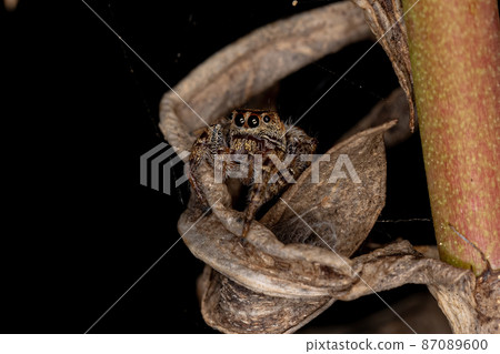 Small Male Jumping Spider 87089600