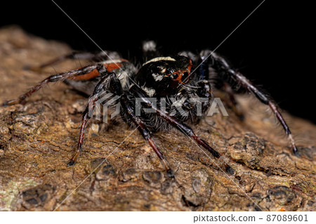 Adult Male Jumping Spider of the Genus Frigga 87089601