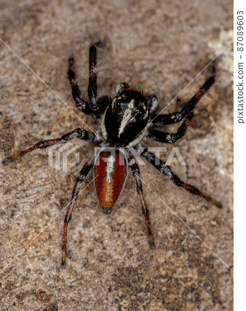 Adult Male Jumping Spider of the Genus Frigga 87089603