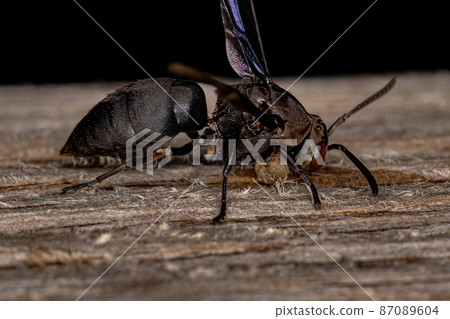 Adult Paper Wasp Adult Paper Wasp 87089604