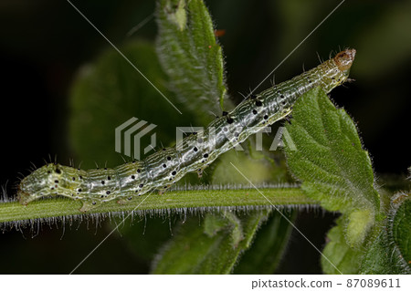 small moth larva small moth larva 87089611