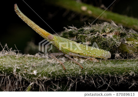 Dictyopharid Planthopper Insect Nymph 87089613