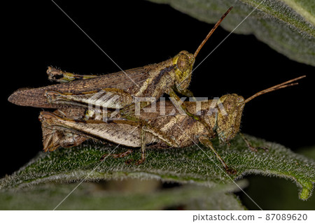 Adult Short-horned Grasshoppers Adult Short-horned Grasshoppers 87089620
