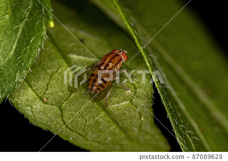 Adult Lauxaniid Fly 87089628