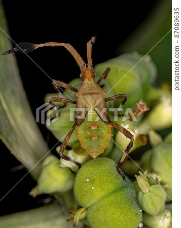 Leaf-footed Bug Nymph 87089635