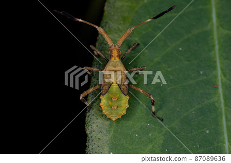 Leaf-footed Bug Nymph 87089636
