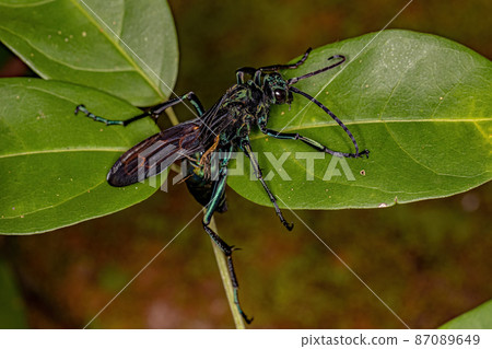 Adult Tarantula-hawk Wasp 87089649