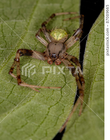 Small Typical Orbweaver Small Typical Orbweaver 87089665