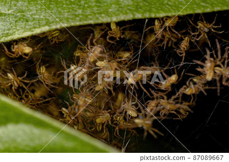 Small Typical Orbweavers 87089667