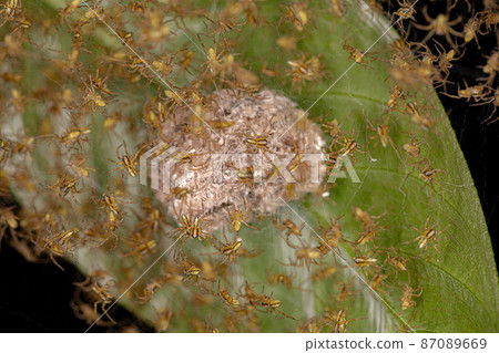 Small Typical Orbweavers 87089669