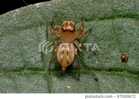 Adult Female Jumping spider 87089672