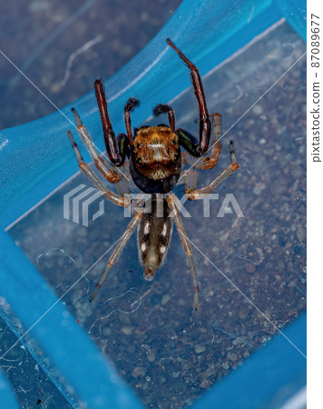 Adult Male Jumping spider Adult Male Jumping spider 87089677