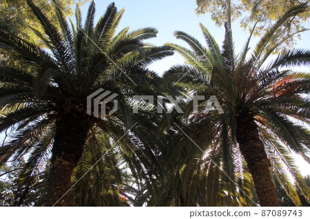Beautiful palm garden in Carthage, Tunisia 87089743