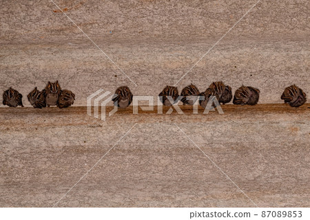 White-lined Broad-nosed Bats 87089853