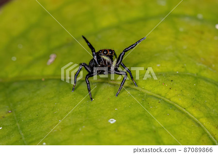 Small Jumping spider Small Jumping spider 87089866