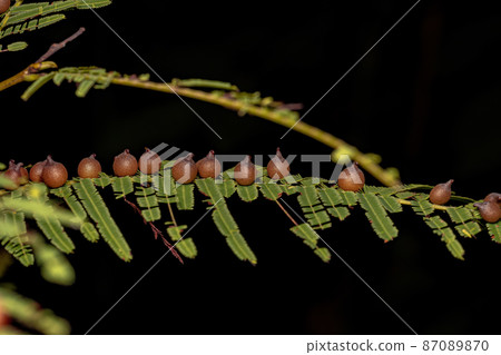 galls on a leaf 87089870