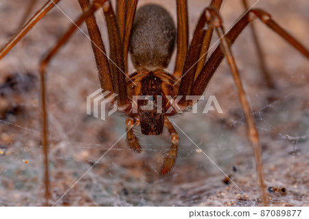 Adult Recluse Spider Adult Recluse Spider 87089877