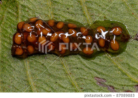 Small yellow seeds 87089883