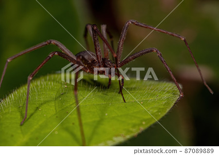 Adult Recluse Spider 87089889