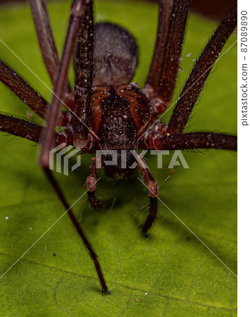 Adult Recluse Spider Adult Recluse Spider 87089890
