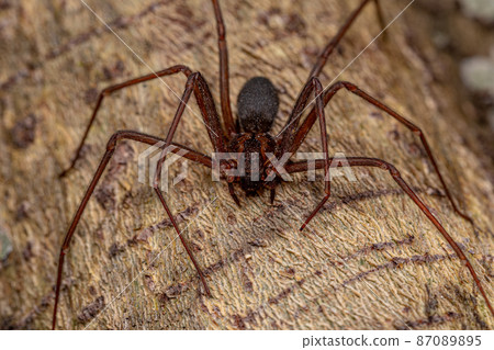 Adult Recluse Spider Adult Recluse Spider 87089895