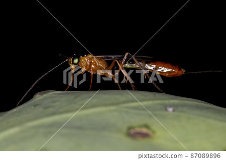 Adult Ichneumonid Wasp Adult Ichneumonid Wasp 87089896