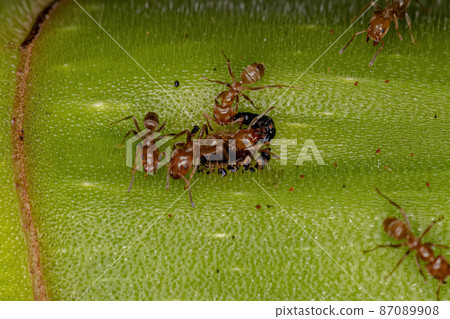 Adult Cecropia Ants on a Cecropia trunk 87089908
