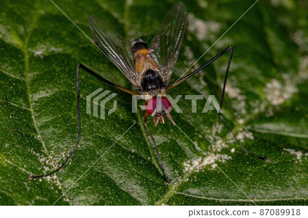 Adult Bristle Fly Adult Bristle Fly 87089918