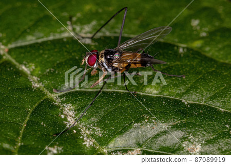 Adult Bristle Fly Adult Bristle Fly 87089919