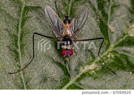 Adult Bristle Fly Adult Bristle Fly 87089920