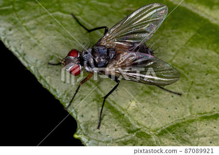 Adult Bristle Fly Adult Bristle Fly 87089921