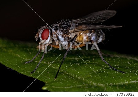 Adult Bristle Fly Adult Bristle Fly 87089922