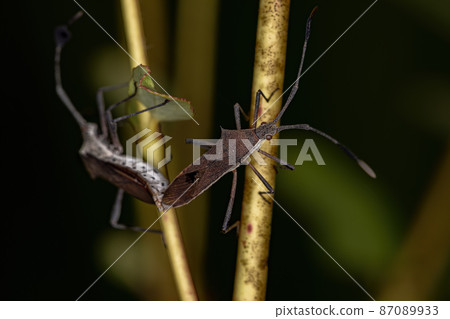 Adult Leaf-footed Bugs 87089933