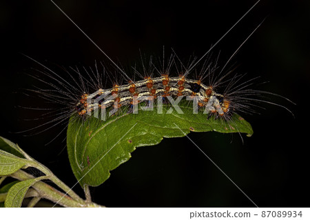 Tiger Moth Caterpillar 87089934